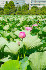 The lotus flowers on the pond of Ueno park