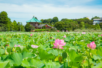 The lotus flowers on the pond of Ueno park