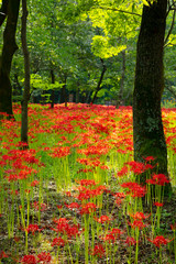 Fields of Spider Lily flowers in Kinchakuda