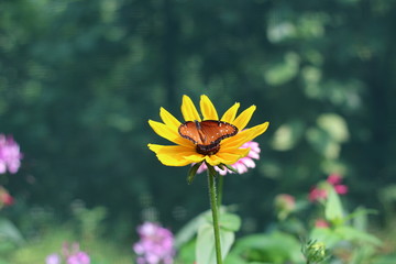 Obraz premium Butterfly on yellow flower