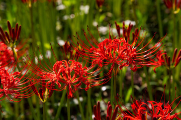 Fields of Spider Lily flowers in Kinchakuda