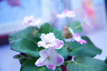 セントポーリアの花