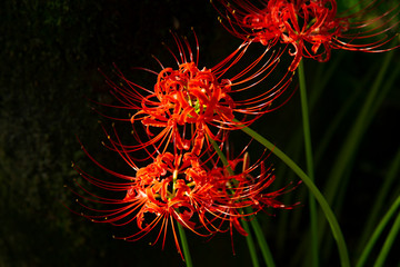 Fototapety  Fields of Spider Lily flowers in Kinchakuda