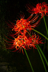Fields of Spider Lily flowers in Kinchakuda