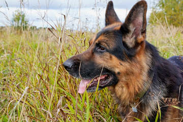 Dog German Shepherd outdoors in an autumn day