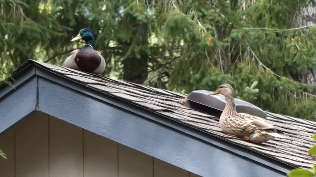 pair of ducks sit up on top of roof line watching below