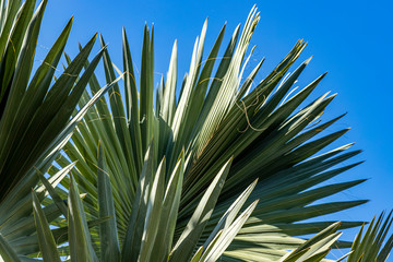 Plants formats for designers. Cutting out is convenient for designers Drawing background, texture. 