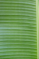 Green banana leaf