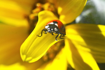 Small red ladybug crawling up on the petal of blooming yellow sunflower. Macro. Selective focus. Top front view