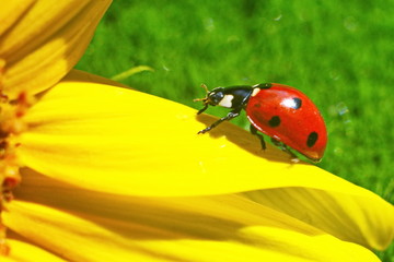 Small red ladybug runs ladybug running on yellow sunflower petal on green grass background. Macro. Selective focus