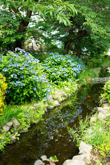 6月の目黒川緑道