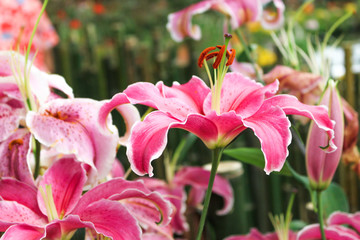 Pink lilly flower in the garden. Spring day for postcard, beauty decoration and agriculture concept design.