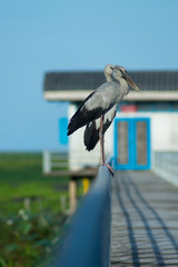 Asian Openbill bird are stand on the Iron rail.