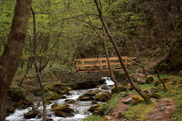 bridge in the forest