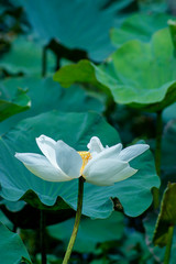 Beautiful white lotus flower