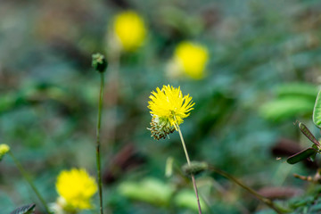 Close up pollen yellow flower of water sensitive plant.