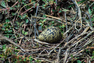 Egg of Oriental Pratincole bird on the ground.