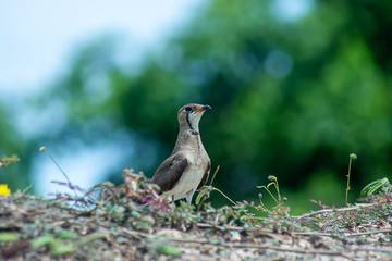 Oriental Pratincole bird on the ground.