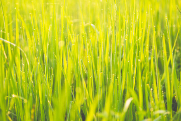 Obraz premium Green wheat field with morning light