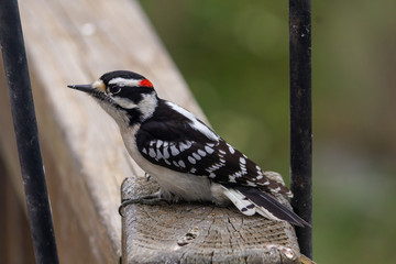 Downy Woodpecker