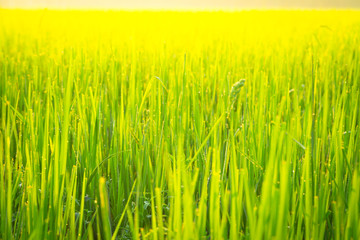 Green wheat field with morning light