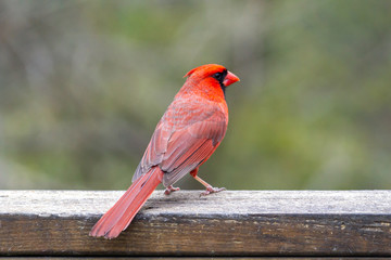 Cardinal