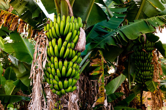 Banana tree with bunch of growing ripe green bananas, plantation rain-forest background.