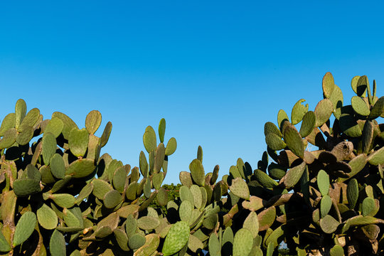 Cactus wall. Division between the sky and the cactus.