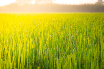 Obraz na płótnie Canvas Green wheat field with morning light