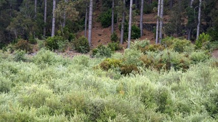 green landscape on teide volcano