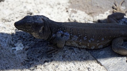 small grey lizard in teide park