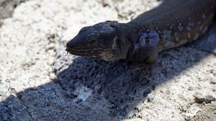 small grey lizard in teide park