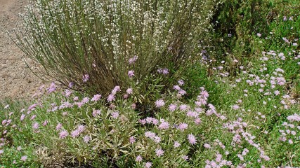 exotic plants on teide volcano