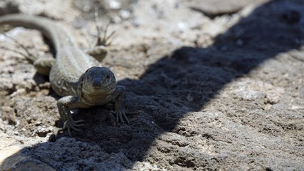 small grey lizard in teide park