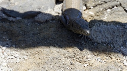 small grey lizard in teide park