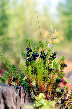 The bushes Nordic berries crowberry in bloom near the stump in the taiga of Yakutia in a forest.