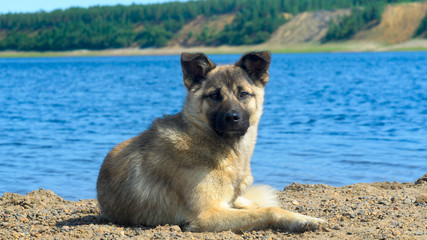 Yard dog lies on a sandy-pebble beach on the banks of the Northern river Yakutia on the background of the slope of the shore with spruce forest.