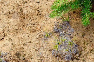 Green spruce small branch of a young spruce on the background of sandy soil and dry grass in the Northern forest of the taiga of Yakutia.