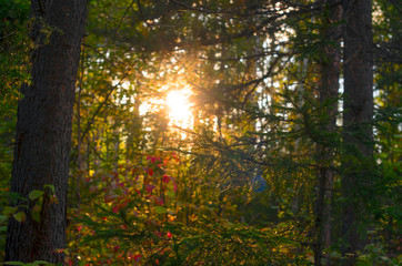 The sun is setting, letting a sunbeam through the autumn trees of the lush forests of the Northern Yakut.
