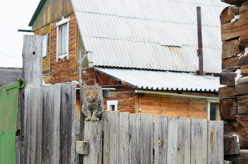 Village cat sitting on a wooden fence behind the gate and a private house in the Yakut.