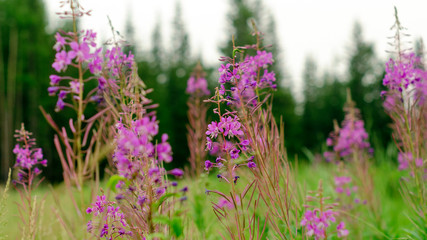 Lilac plants Ivan tea grow on a green field on the background of fir trees in the Northern taiga of Yakutia.