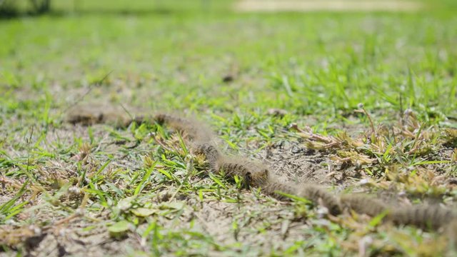 Pine Processionary Moth Conga Line