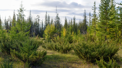 Bushes of wild Northern juniper grow in a clearing in the Yakut forest among the firs.