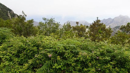 Fototapeta na wymiar cloudy and foggy landscape in anaga mountains