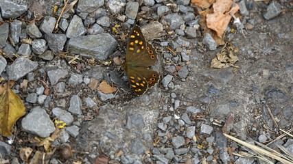 butterfly on tenrife island spain