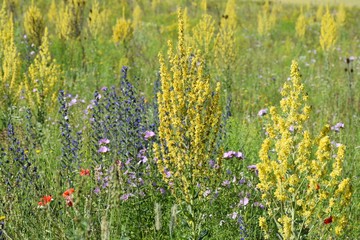 Mullein