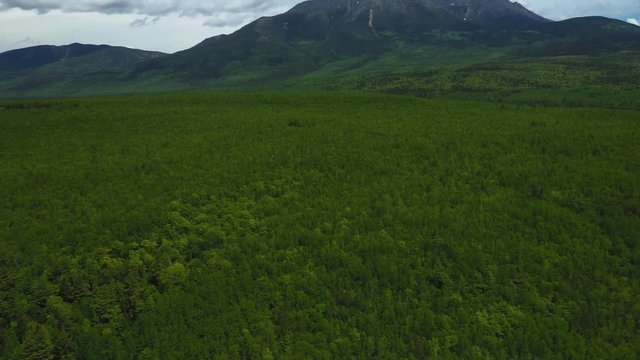 Tilting up from a vibrant spring forest to reveal Mount Kahtadin in the background AERIAL