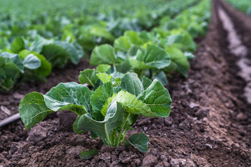 Agricultural Field, Cabbage Plant Close Up