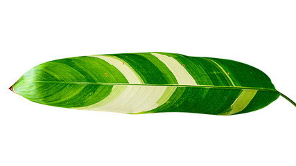 Fototapeta na wymiar Heliconia variegated leaf isolated on white background with clipping path.