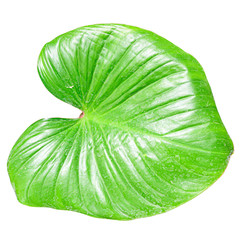 Fototapeta na wymiar Homalomena leaf isolated on white background with clipping path.